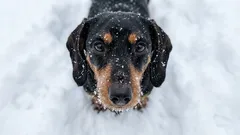 Varför hundar fryser på vintern: En praktisk guide för att hålla ditt husdjur säkert i kylan